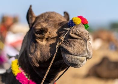 Camel portrait 1