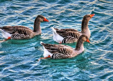 Three ducks on the water