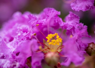 Purple Yellow Flowers