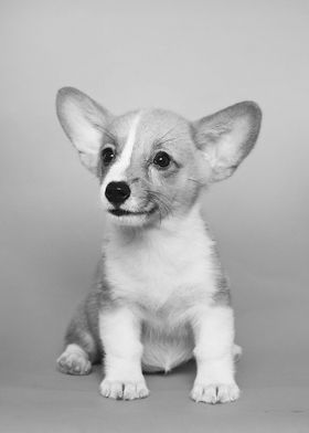 Little Cute Dog Poster
