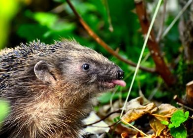 Naughty Hedgehog