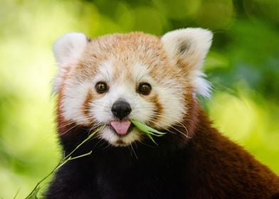 Cute Red Panda