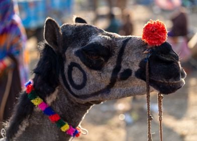 Camel portrait 3