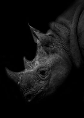 Rhino Animal Head