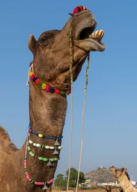 Camel portrait 5