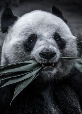 Cute Panda Animal Poster