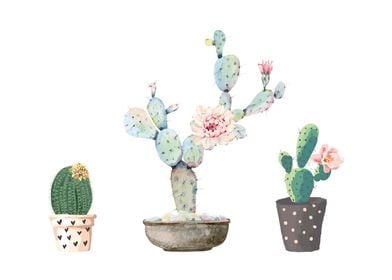 The Three Succulents