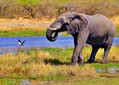 Elephant Taking A Stroll