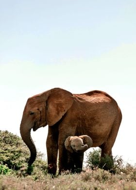 Elephant And Baby