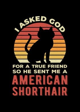 Funny American Shorthair