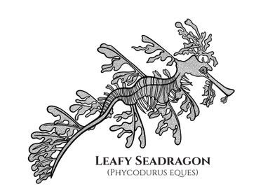 Leafy Seadragon Ink Art