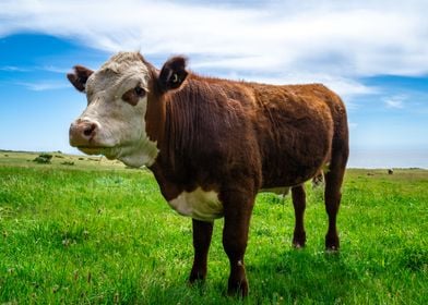 Stoic Cow