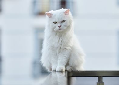 White Cat