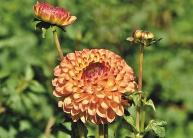 Orange Dahlias