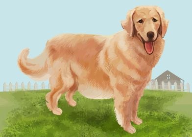 Golden Retriever