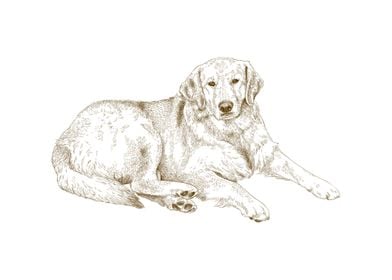 LabradorLabrador