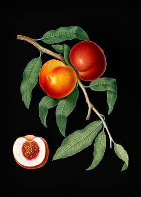 Vintage Walnut Fruit Art