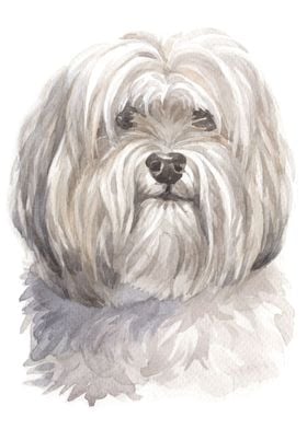 Shihtzu