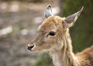 Cute Fallow Deer