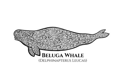 Beluga Whale with Names