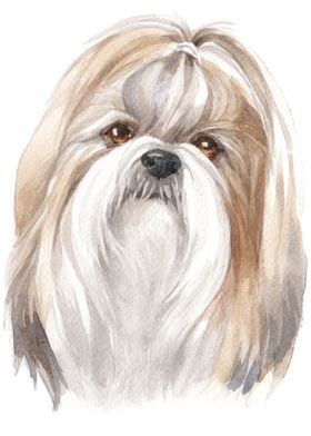 Shihtzu