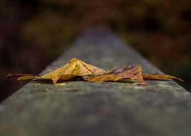 Leaf on a Wooden Handrail