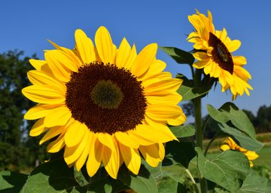 Giant Sunflowers