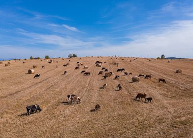 Hay cows