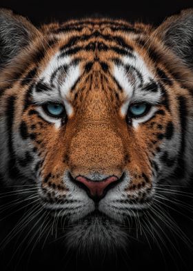 TIGER CLOSE UP