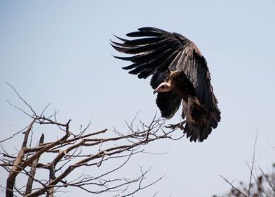 Vulture Landing