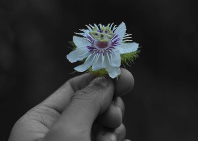 holding white flowers