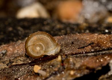 Snail shell still life