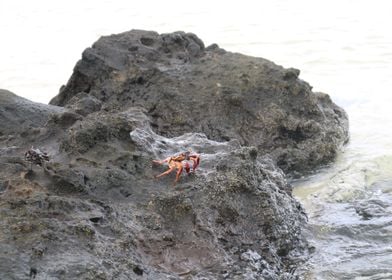 crab on beach