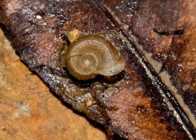 Snail shell still life 2