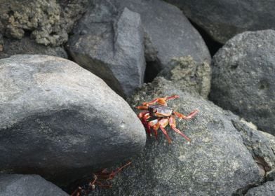 crab on rocks