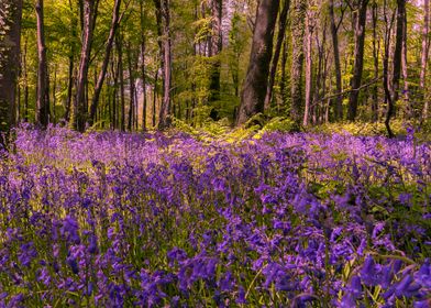 Spring Bluebells