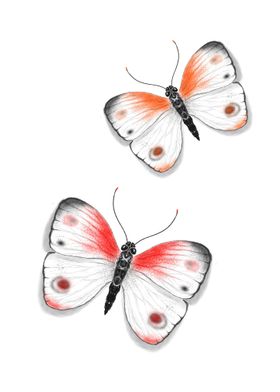 Butterfly Digital Art