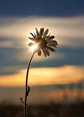 Sunrise with flower daisy