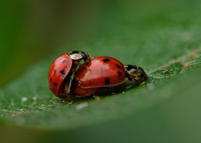 Ladybug Loving