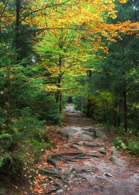 Trail In Autumn Forest