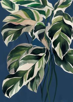 Calathea illustration 1