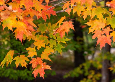 autumn colorful