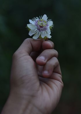 small white flower in hand