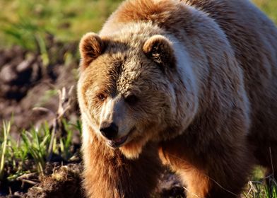 Brown Bear