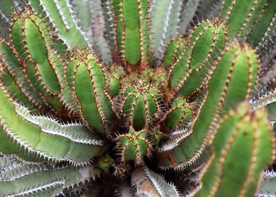 Flower Cactus