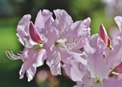 Rhododendron Flowers