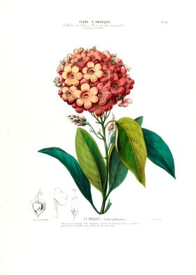 Le Bouquet Vintage Botanic