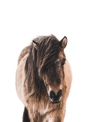 Icelandic Horse Iceland