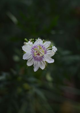 small white flower i