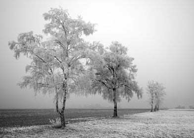 snowing nature